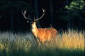  Mammifère, cerf, brame, forêt,  
 